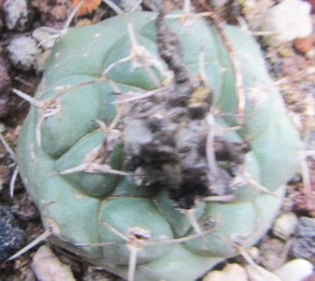Turbinicarpus <br>lophophoroides