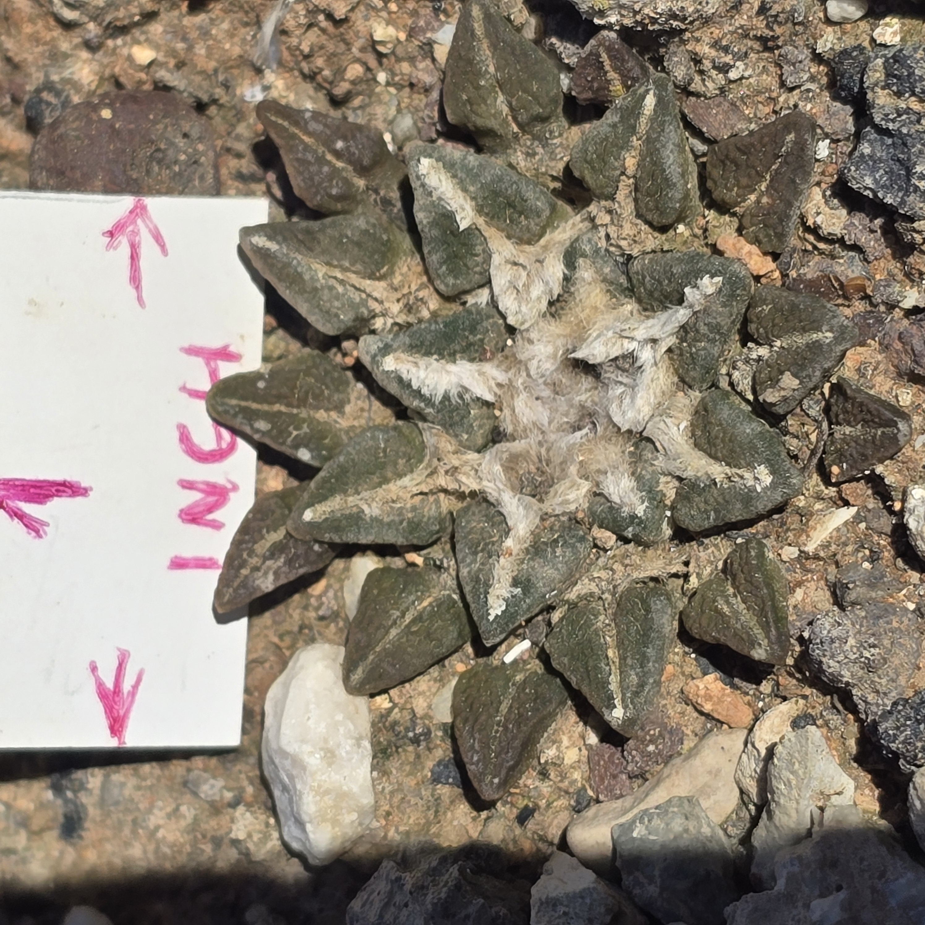 Ariocarpus <br>kotschoubeyanus elephantidens