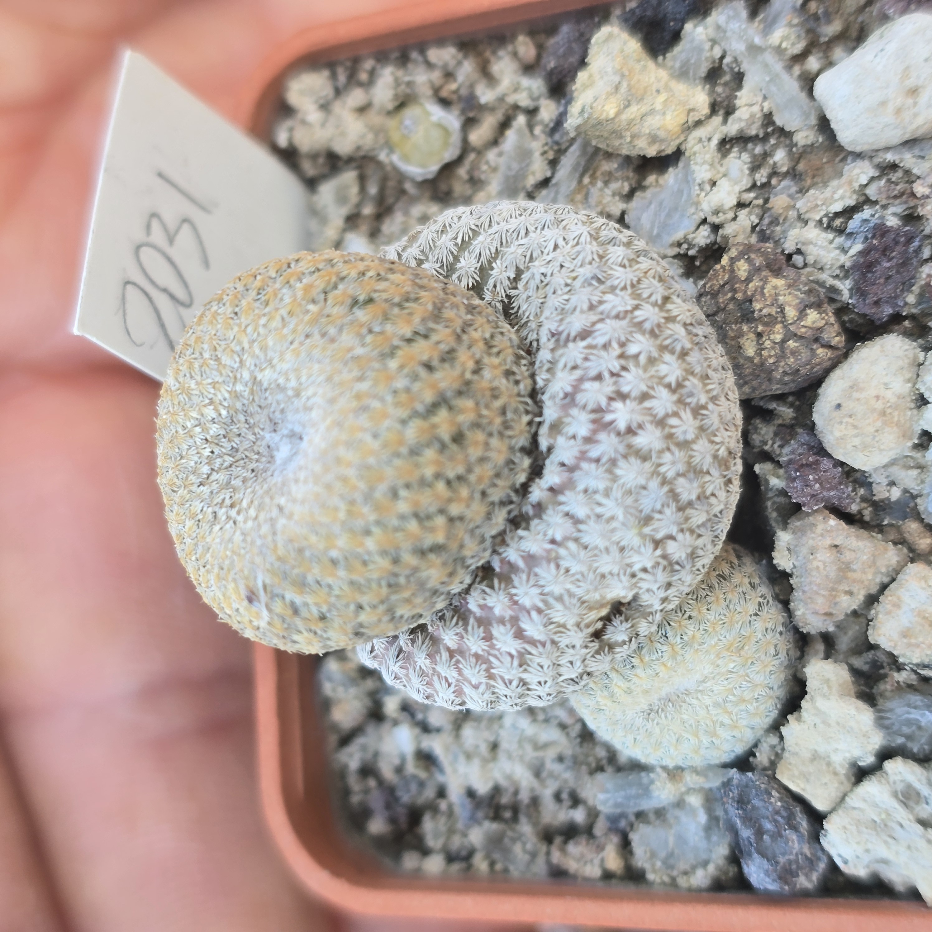 Epithelantha <br>bokei