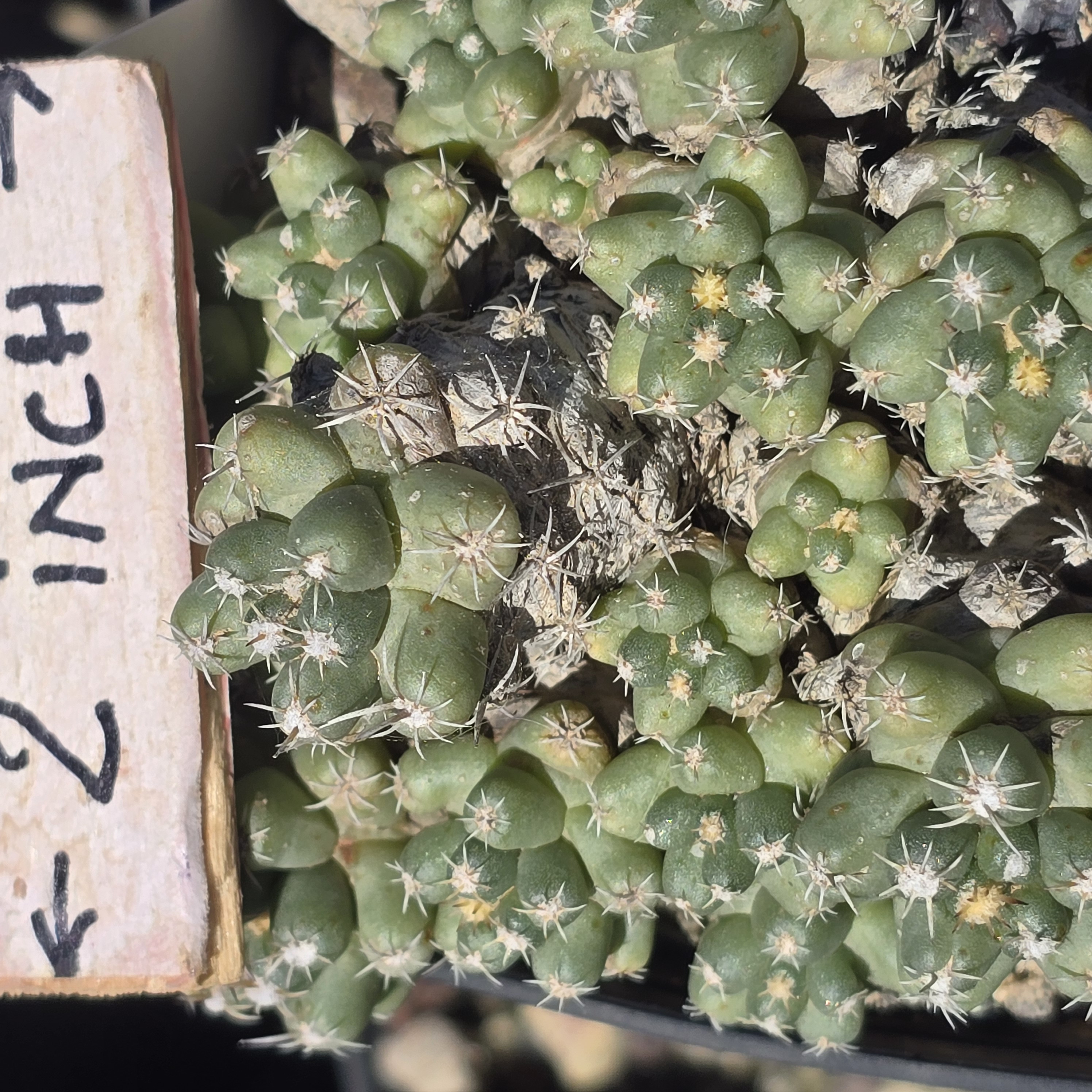 Coryphantha <br>runyoni inermis