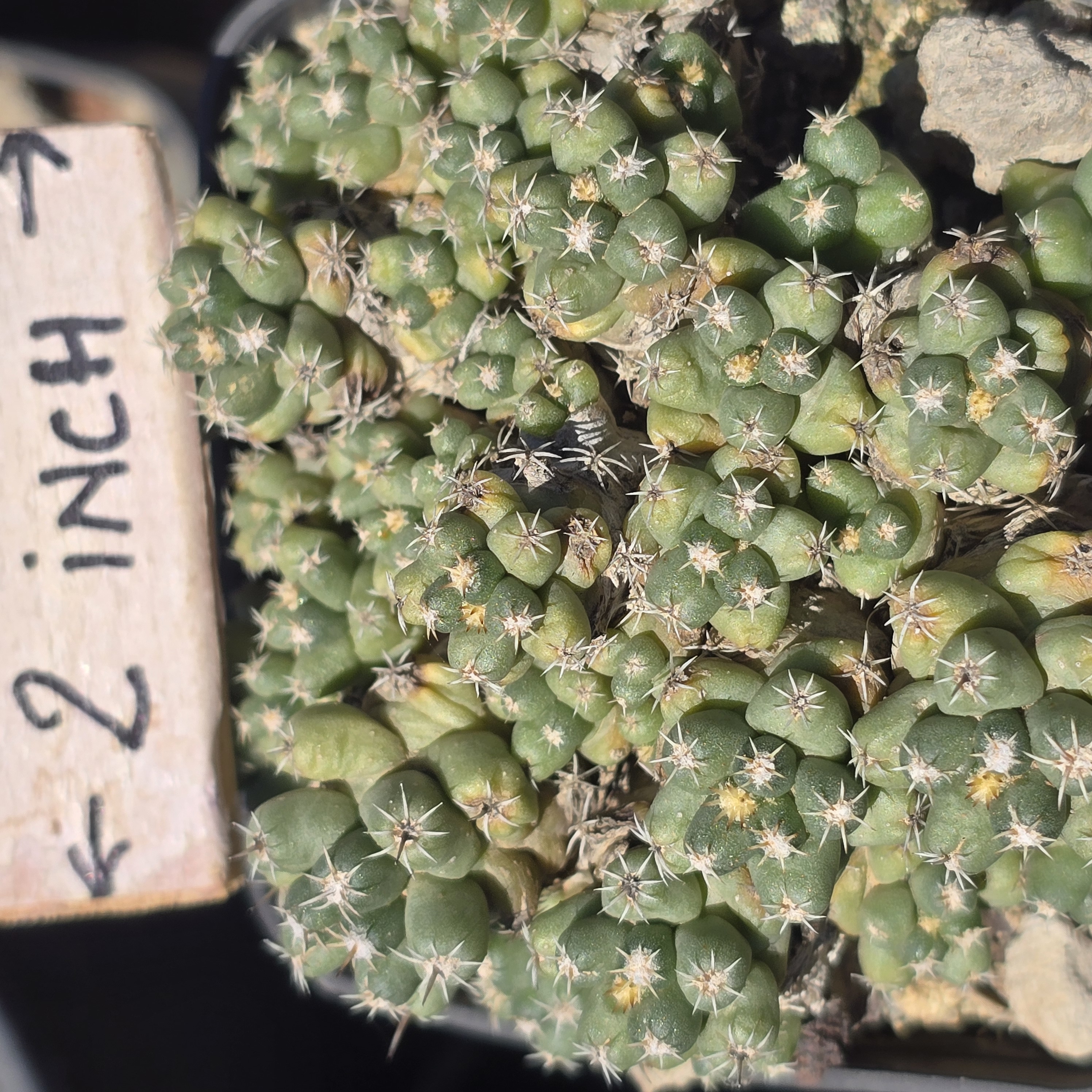 Coryphantha <br>runyoni inermis