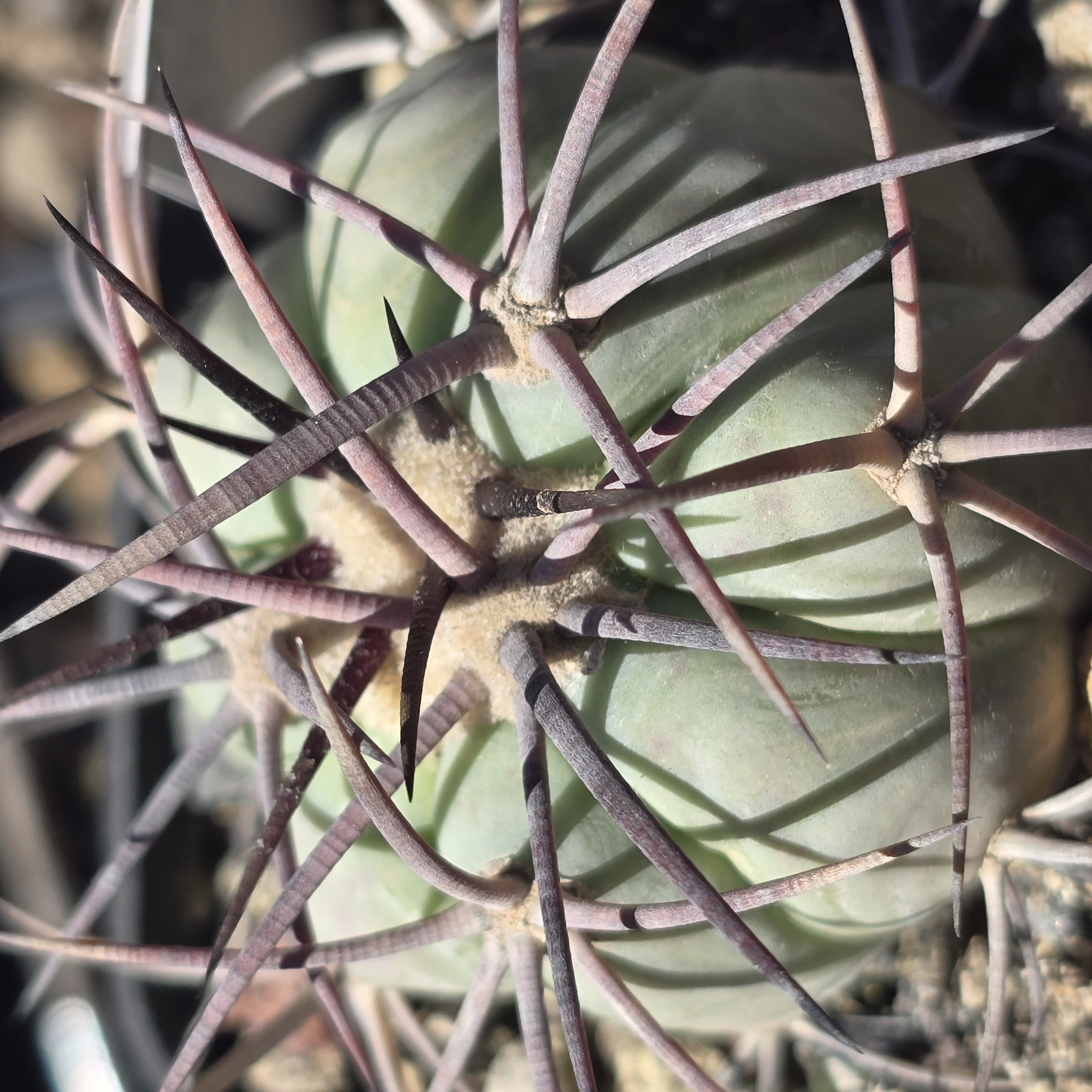 Echinocactus <br>horizonthalonius