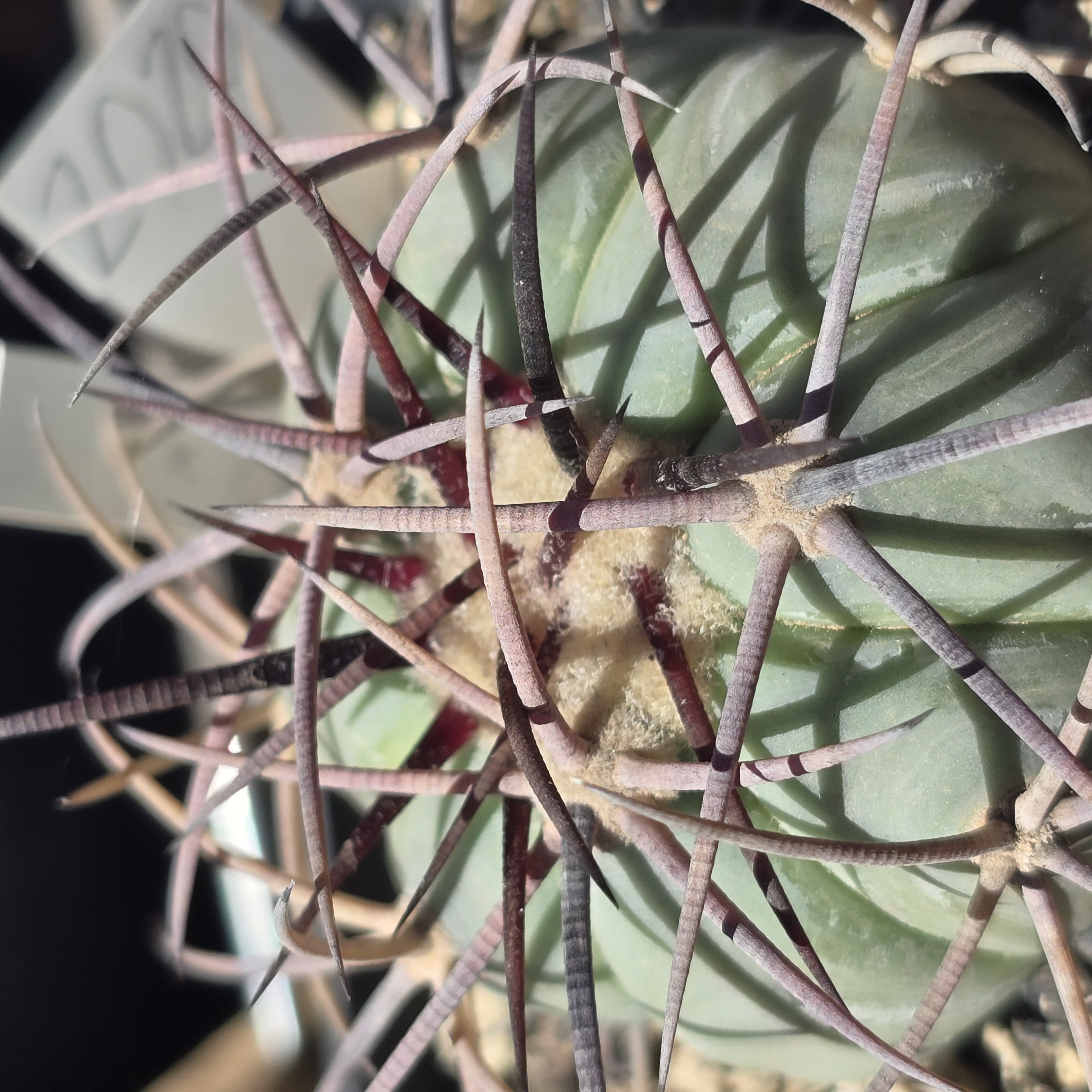 Echinocactus <br>horizonthalonius