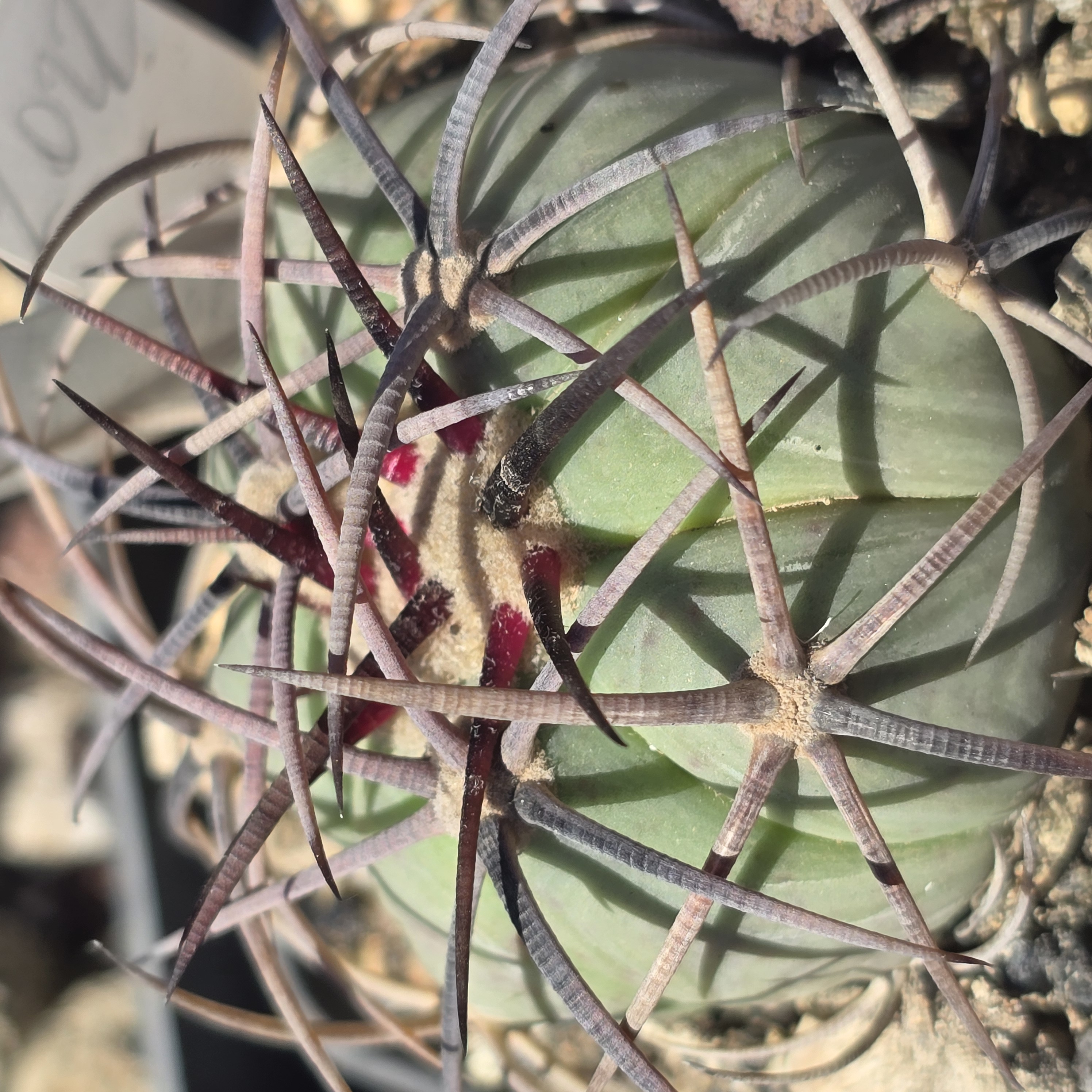 Echinocactus <br>horizonthalonius