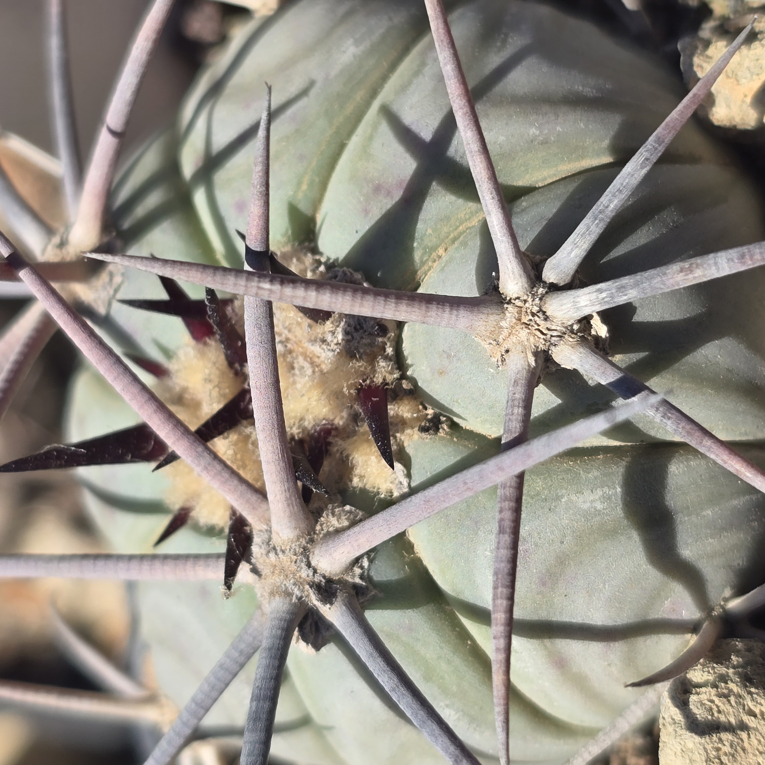 Echinocactus <br>horizonthalonius