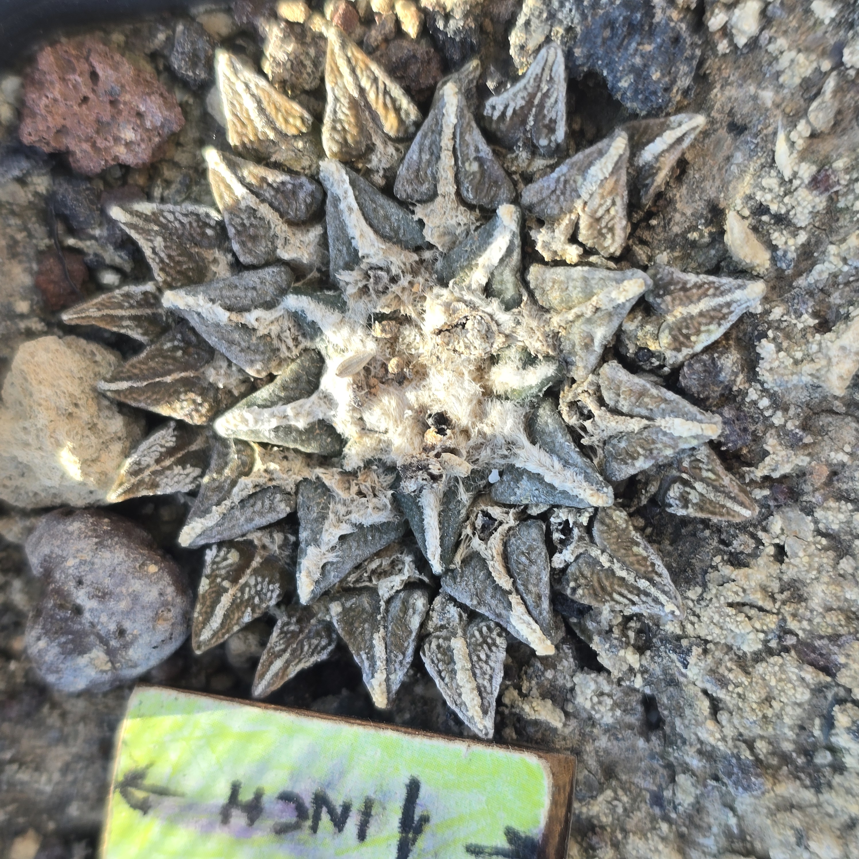 Ariocarpus <br>kotschoubeyanus elephantidens