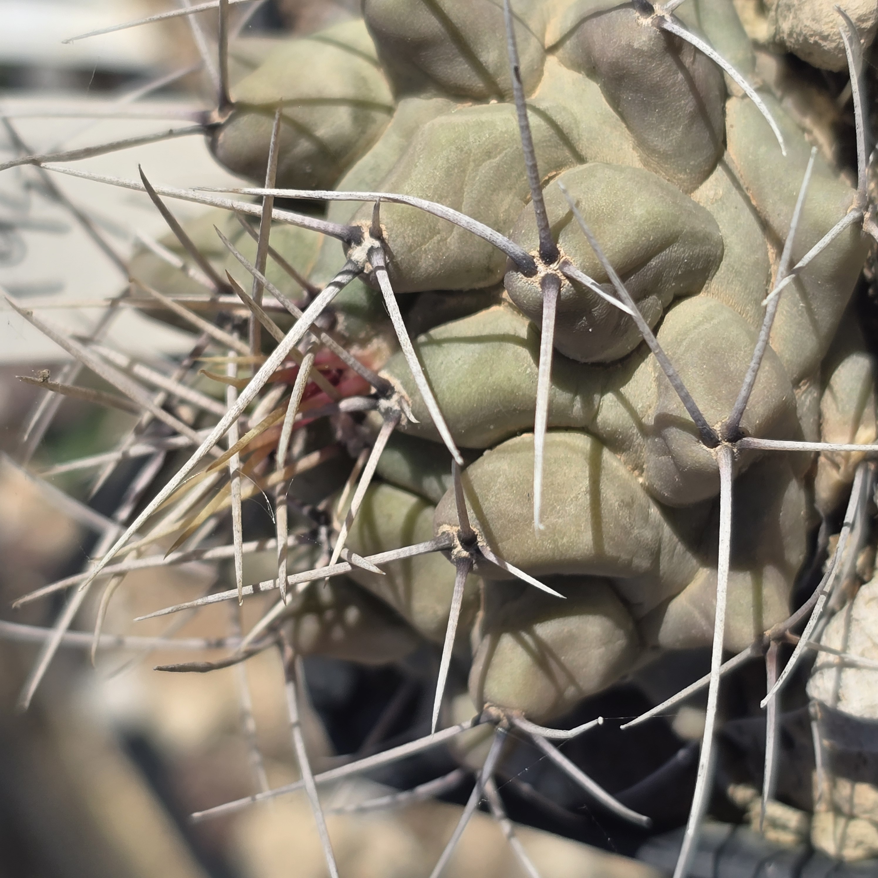 Thelocactus <br>rinconensis polycephalus 