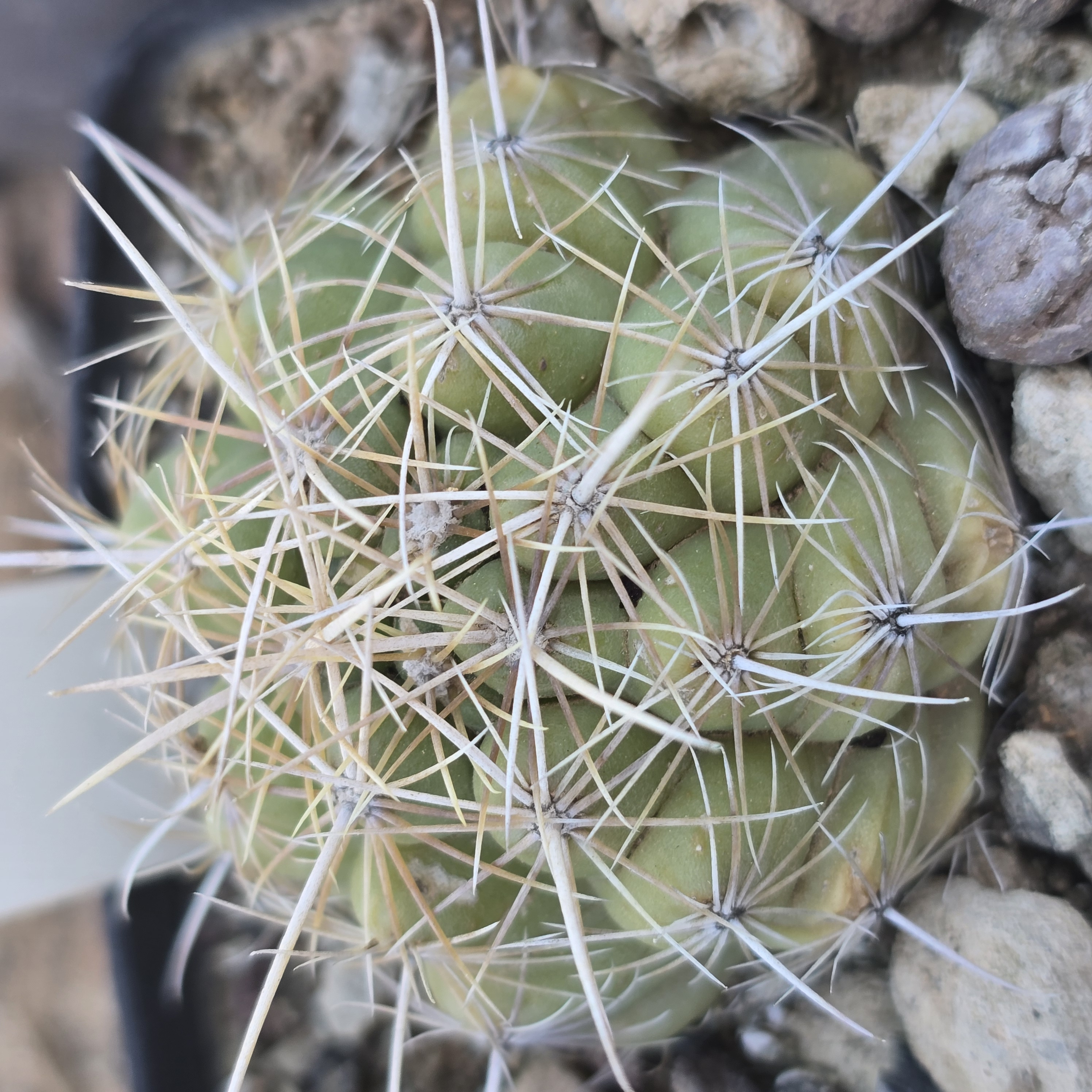 Thelocactus <br>bicolor albiflorus