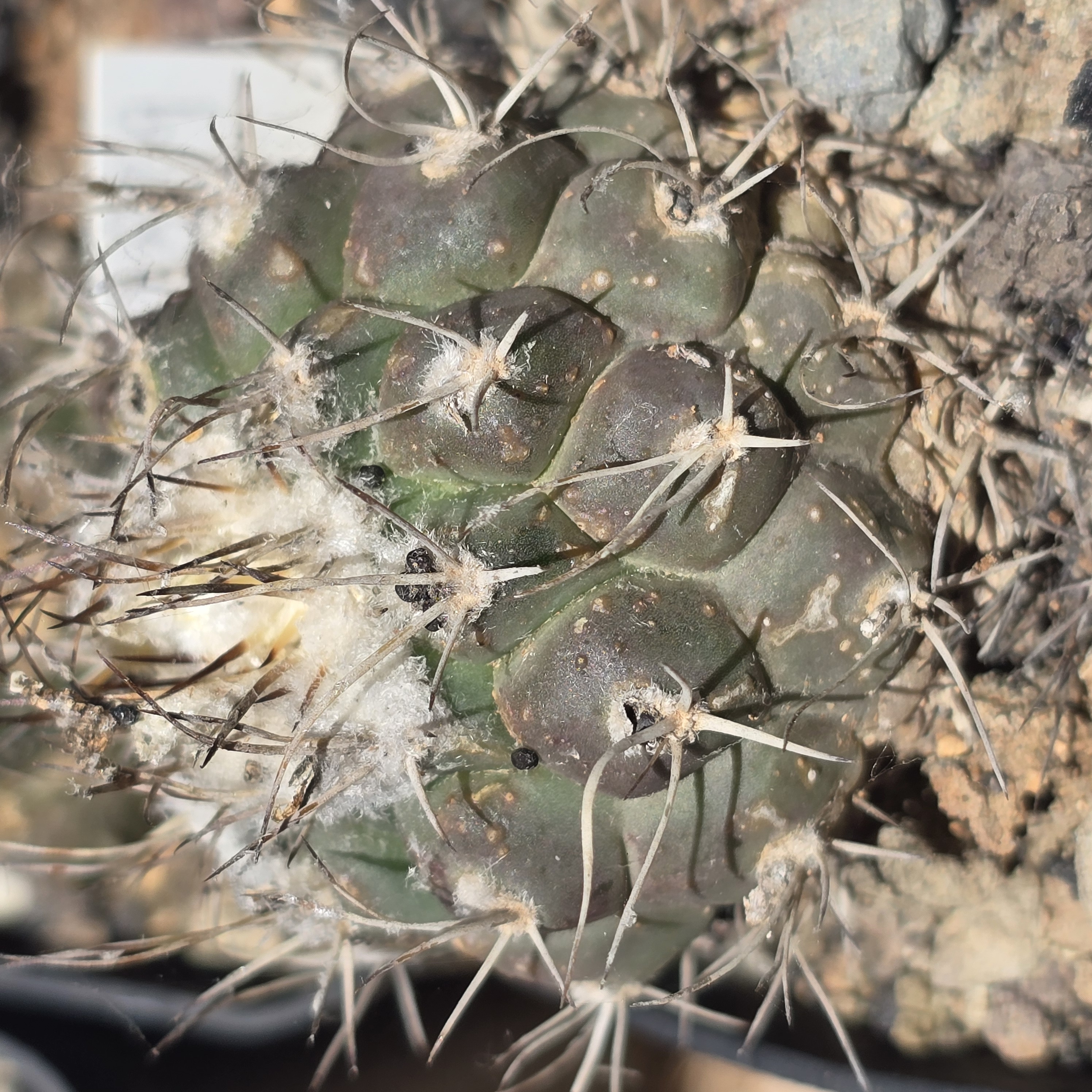 Turbinicarpus <br>lophophoroides