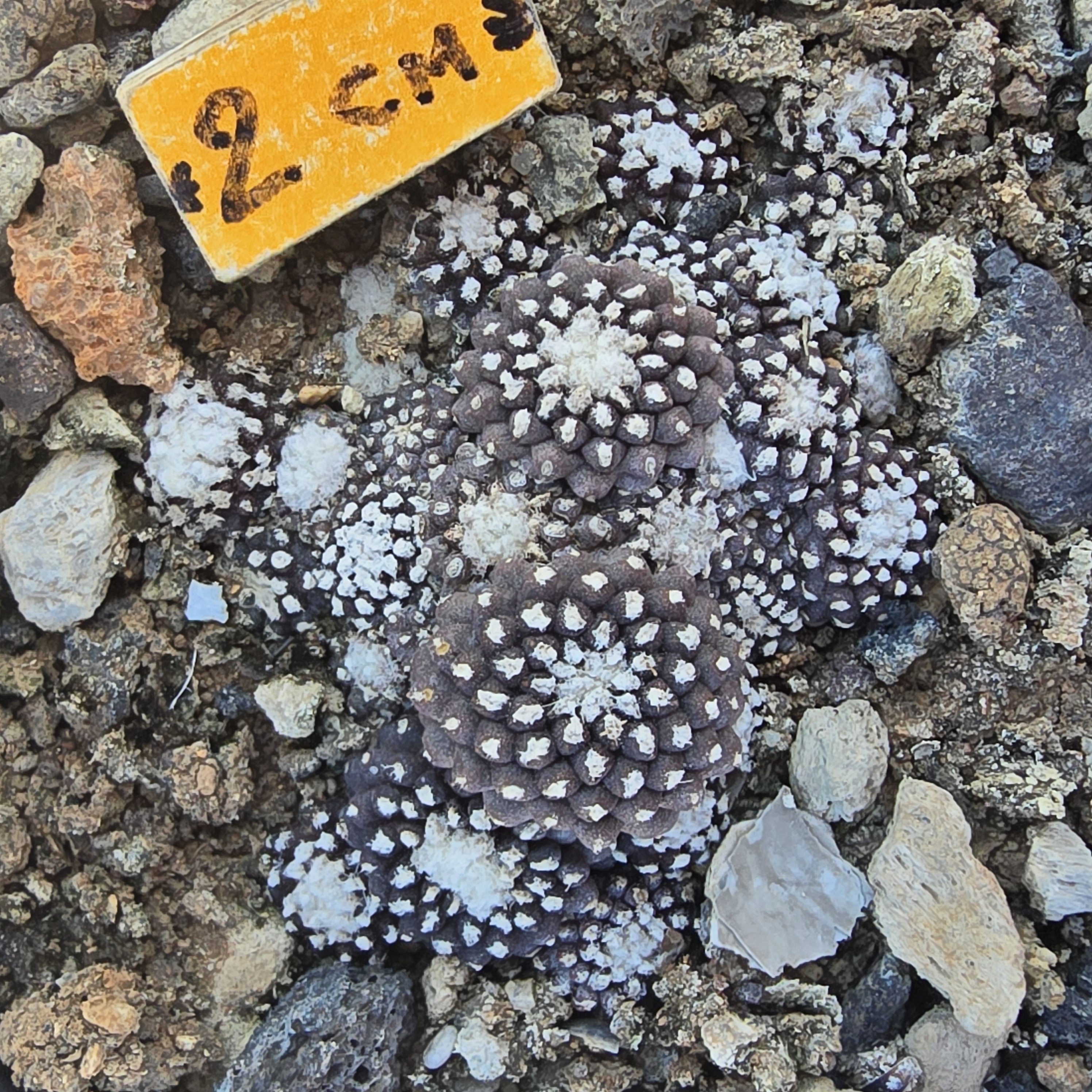 Copiapoa <br>tenuissima mostrosa clone b