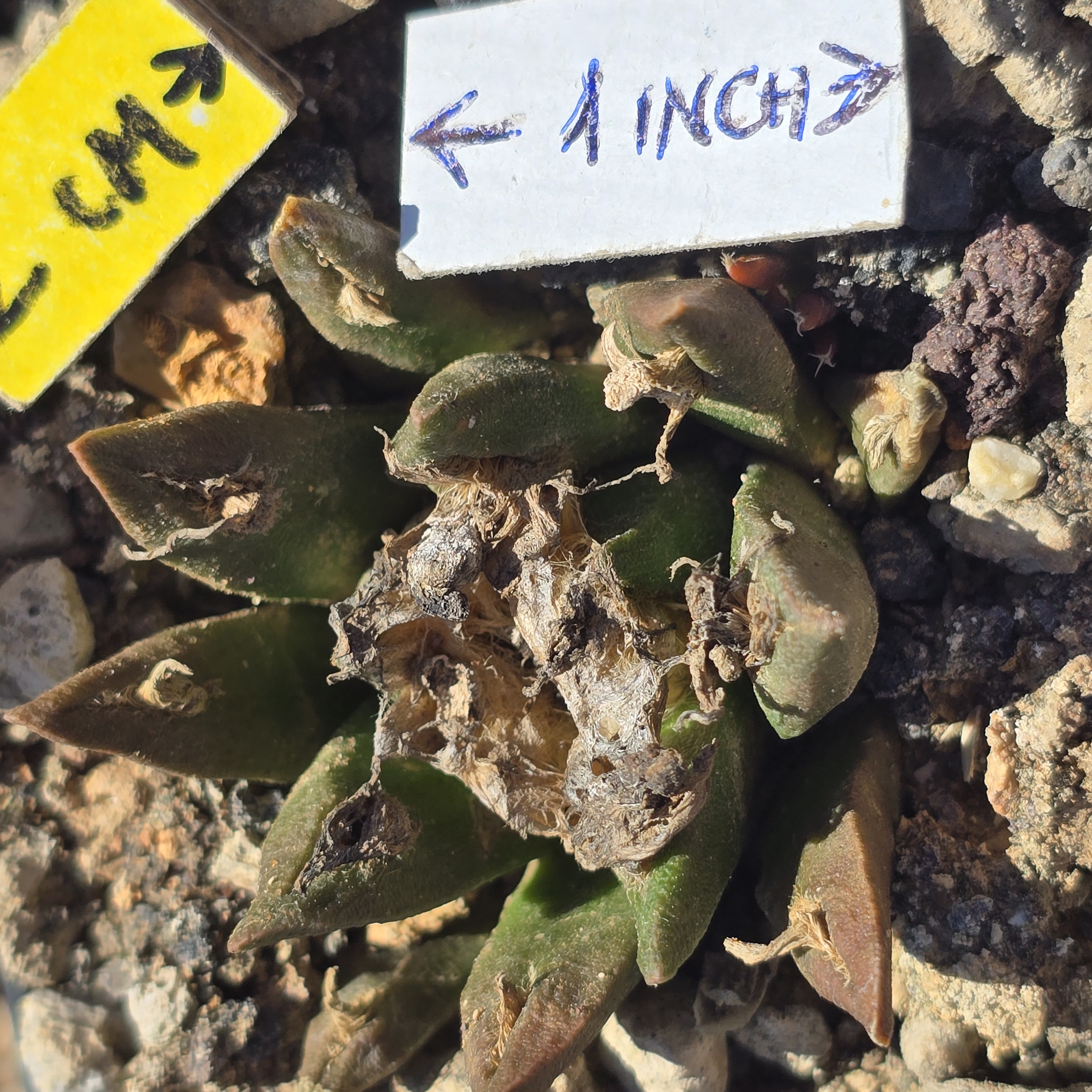 Ariocarpus <br>cv hybrid f3 agavoides