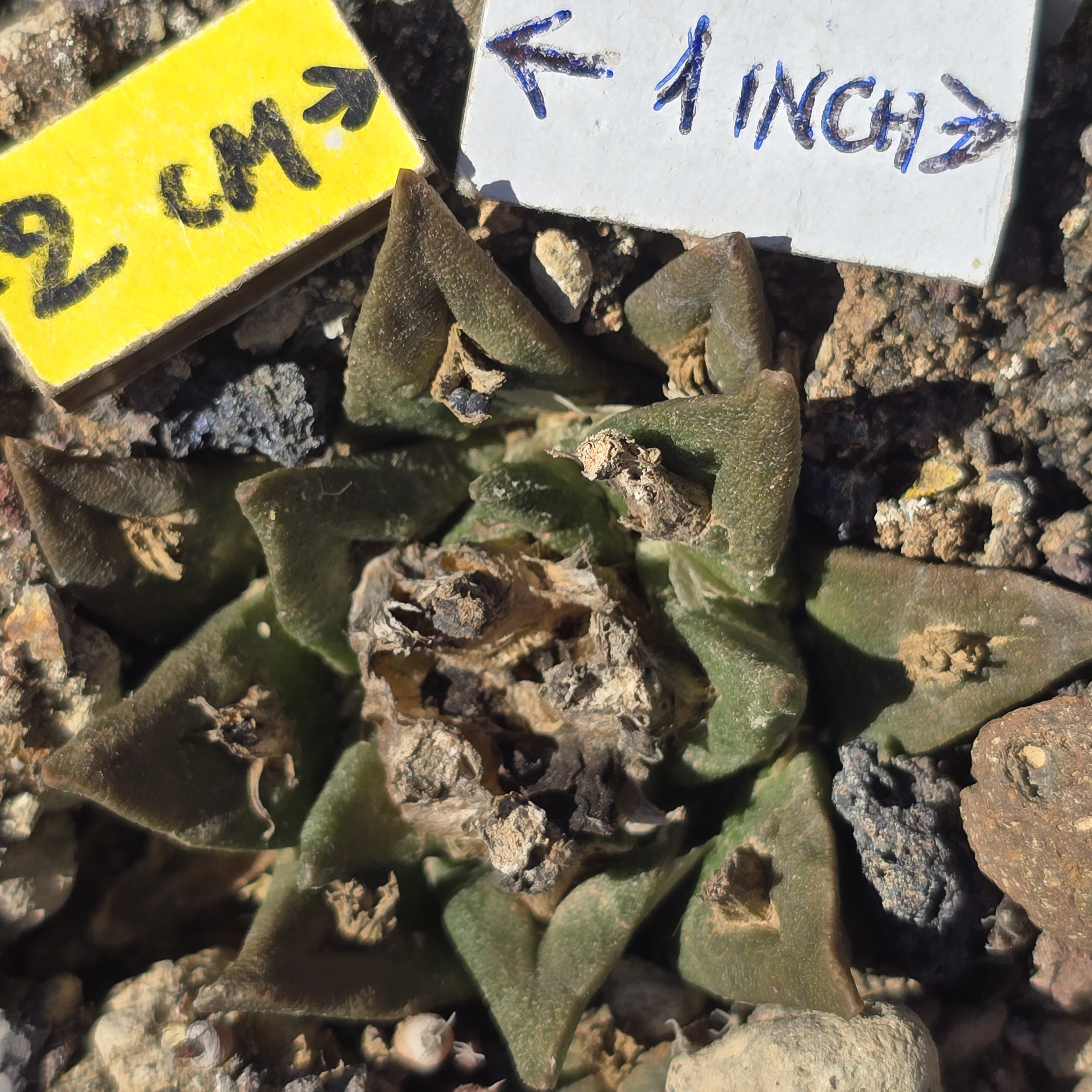 Ariocarpus <br>cv hybrid f3 agavoides