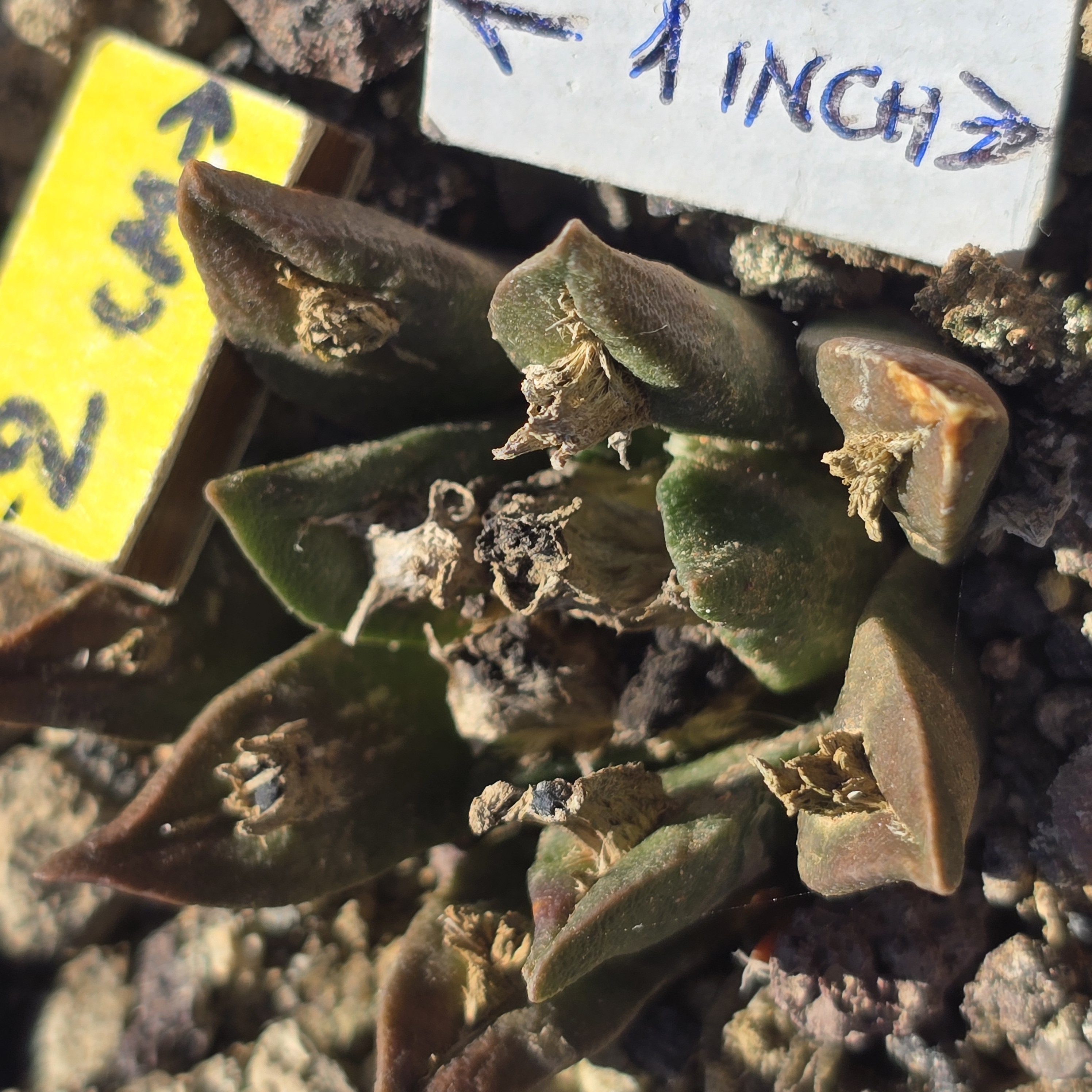 Ariocarpus <br>cv hybrid f3 agavoides