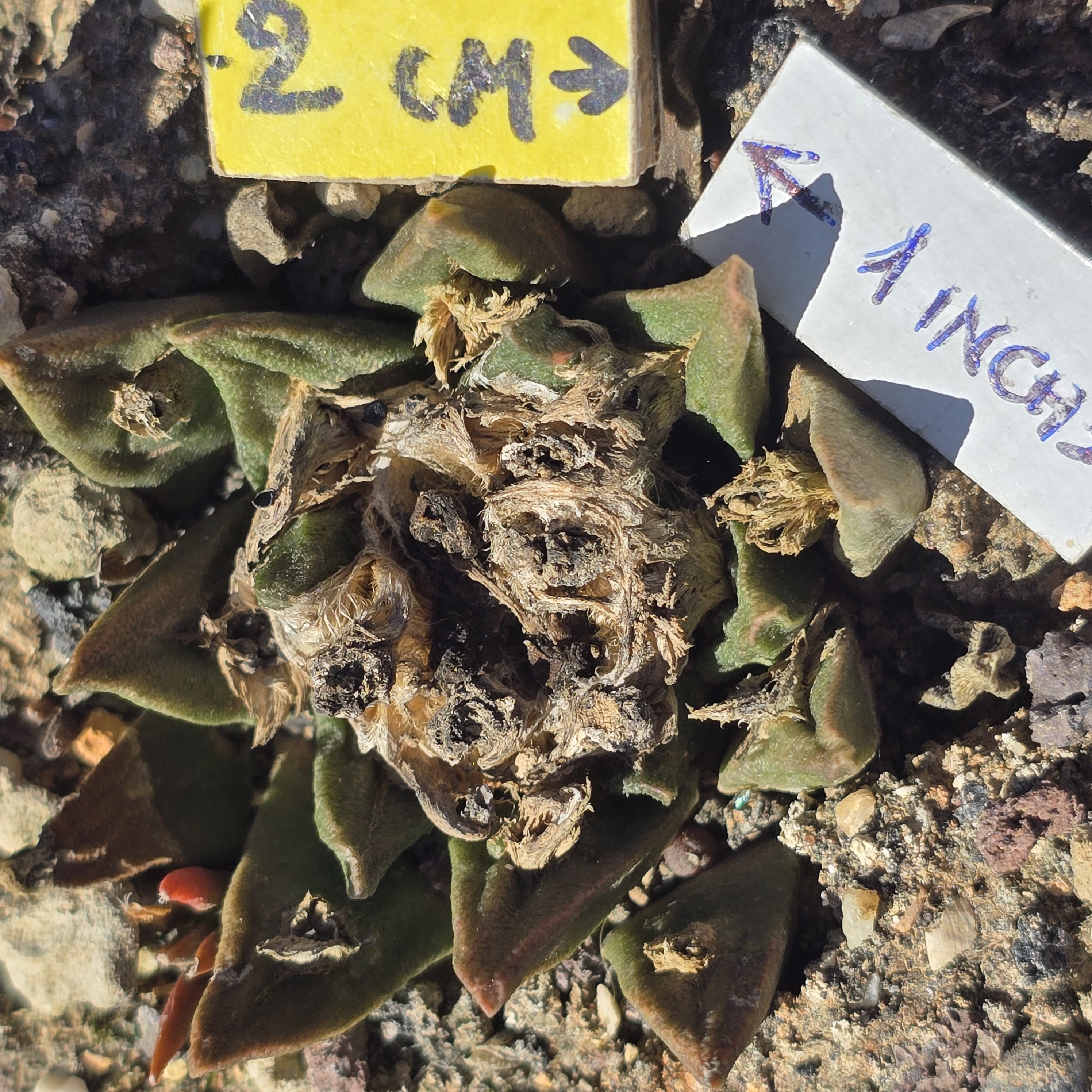 Ariocarpus <br>cv hybrid f3 agavoides