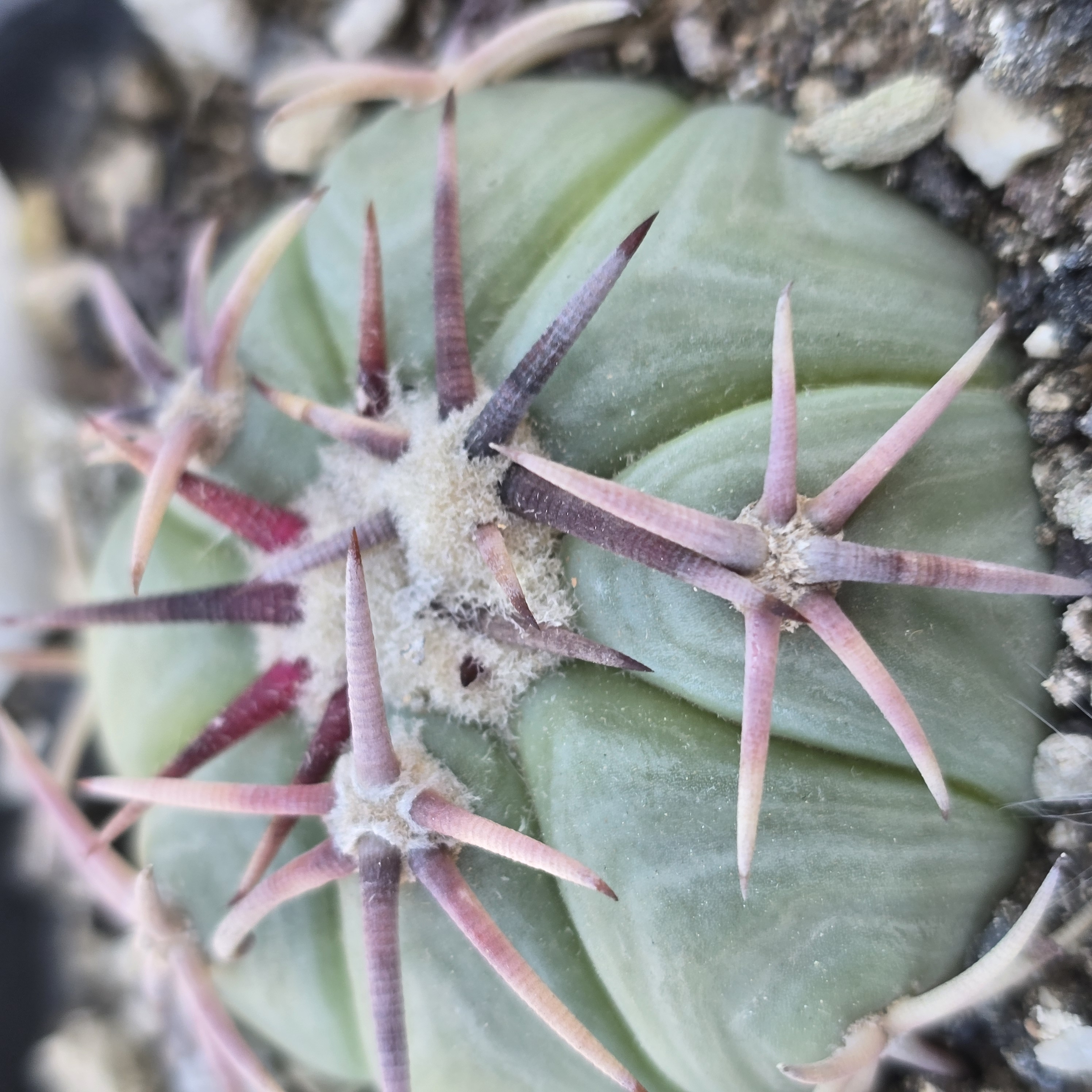 Echinocactus <br>horizonthalonius
