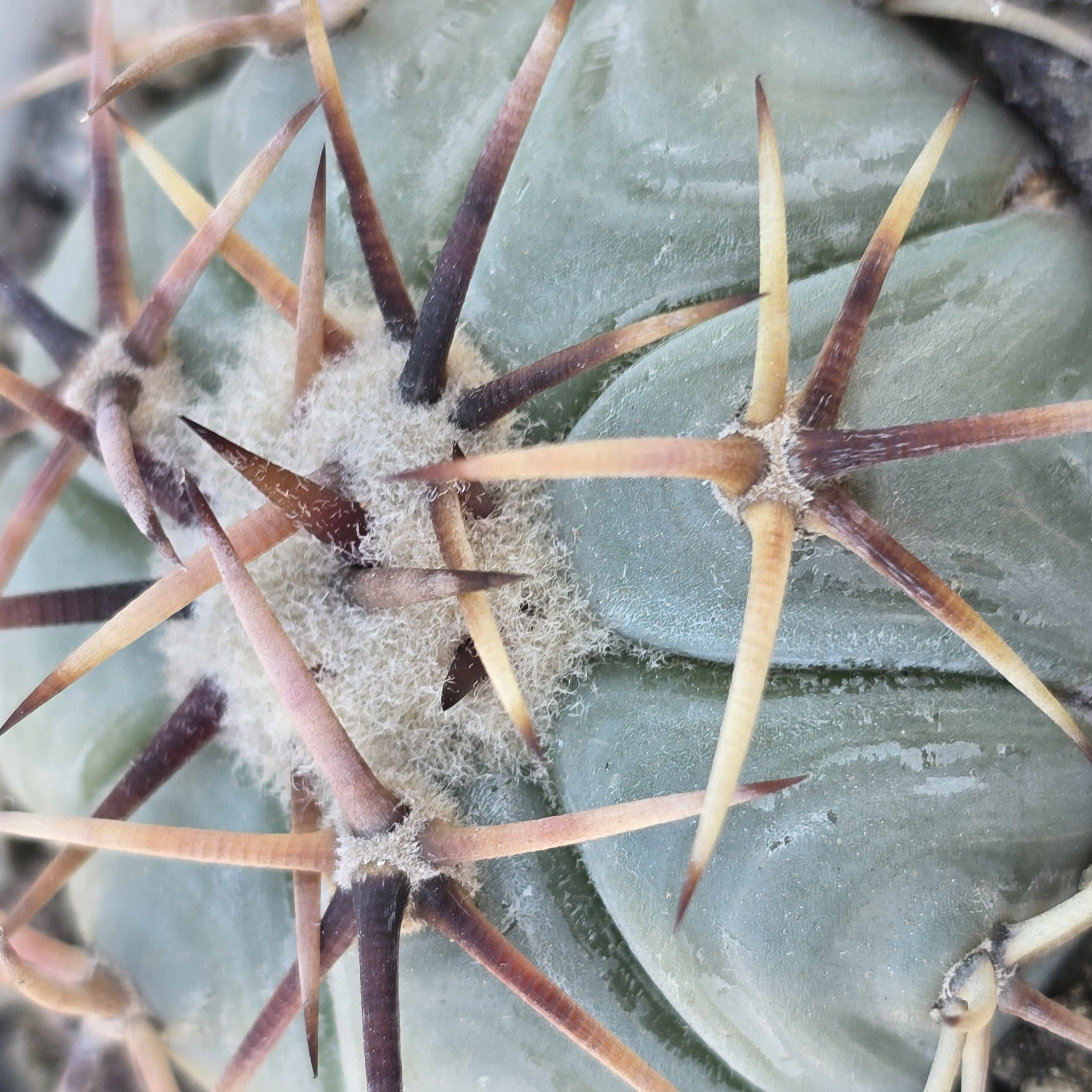 Echinocactus <br>horizonthalonius