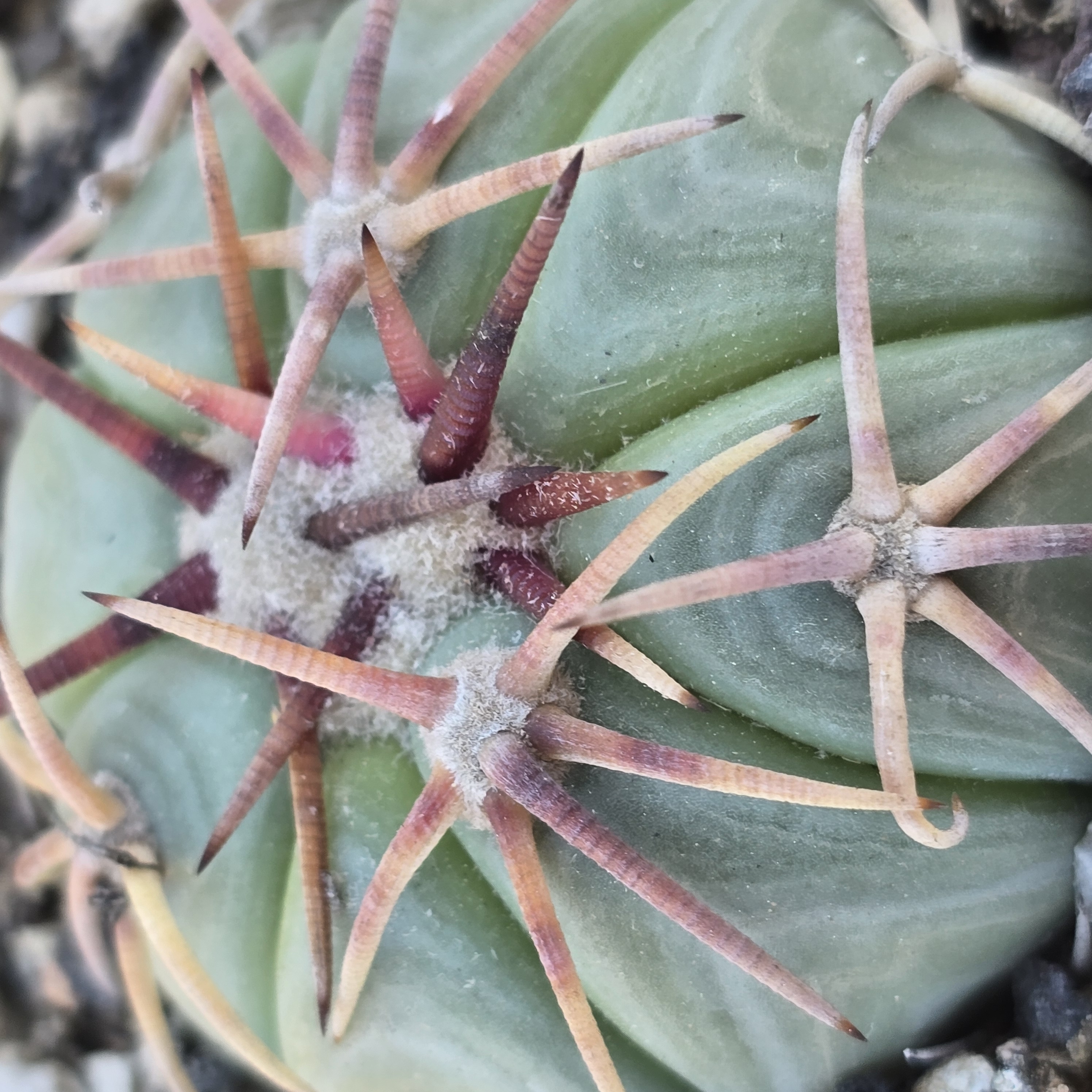 Echinocactus <br>horizonthalonius