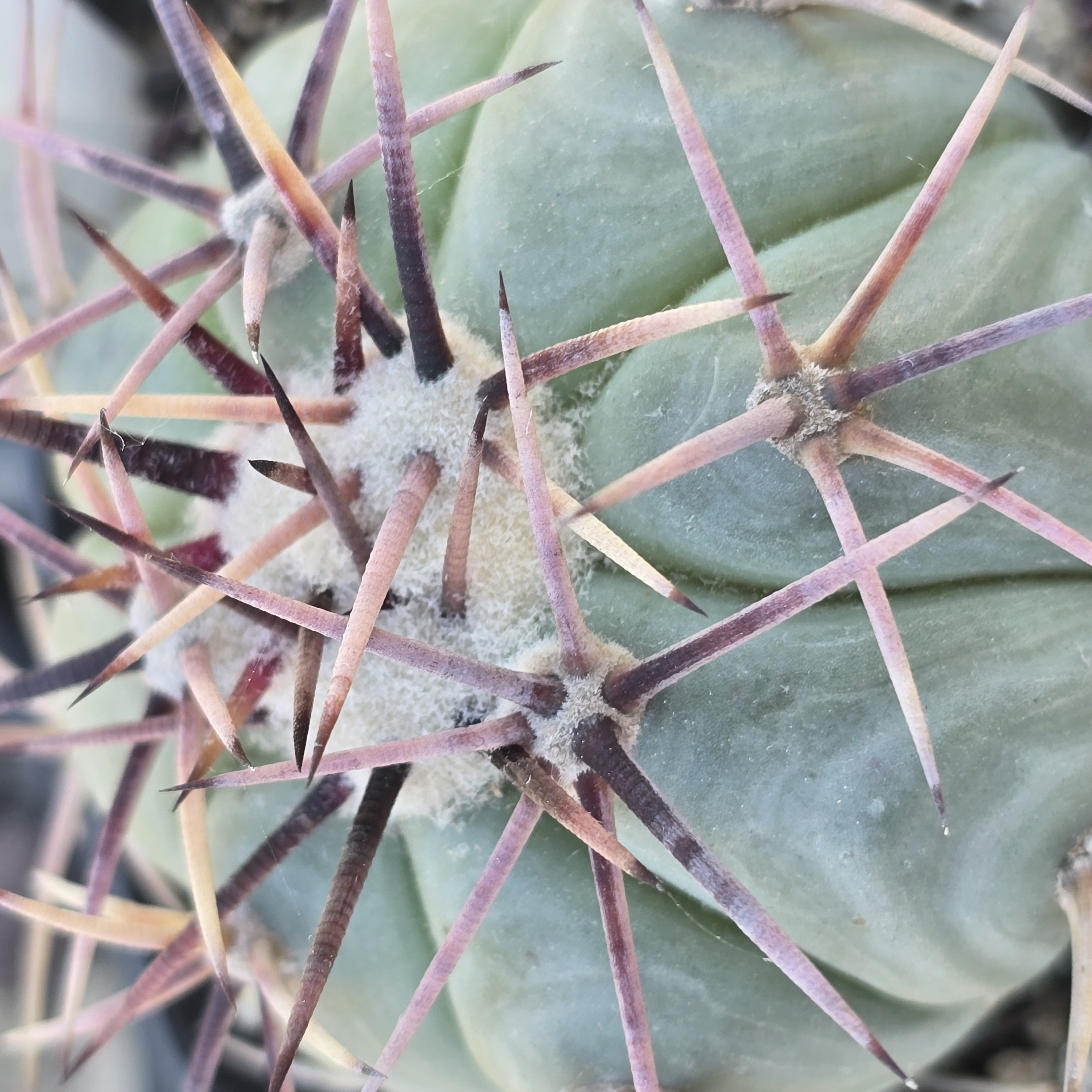 Echinocactus <br>horizonthalonius
