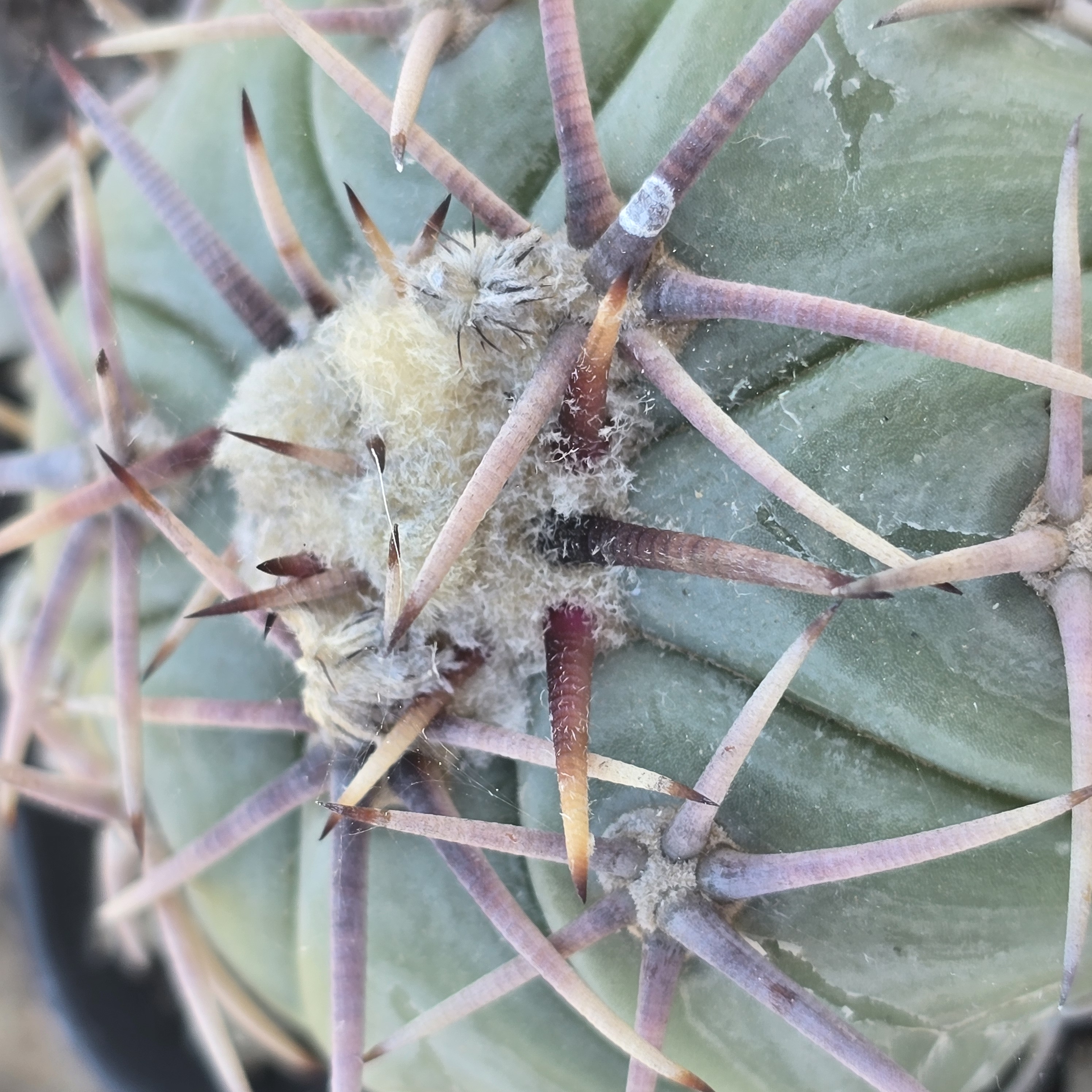 Echinocactus <br>horizonthalonius