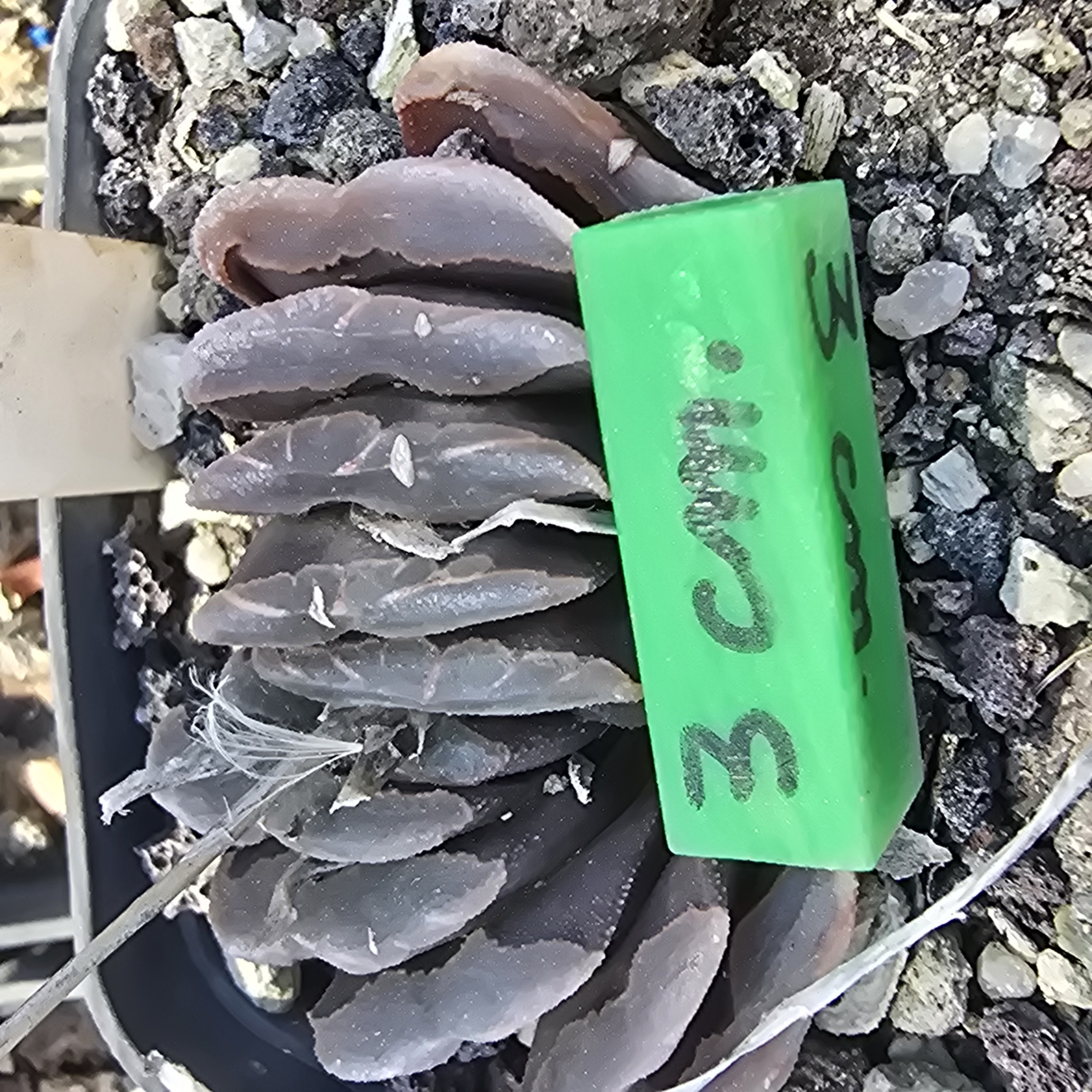 Haworthia <br>hybrid truncata