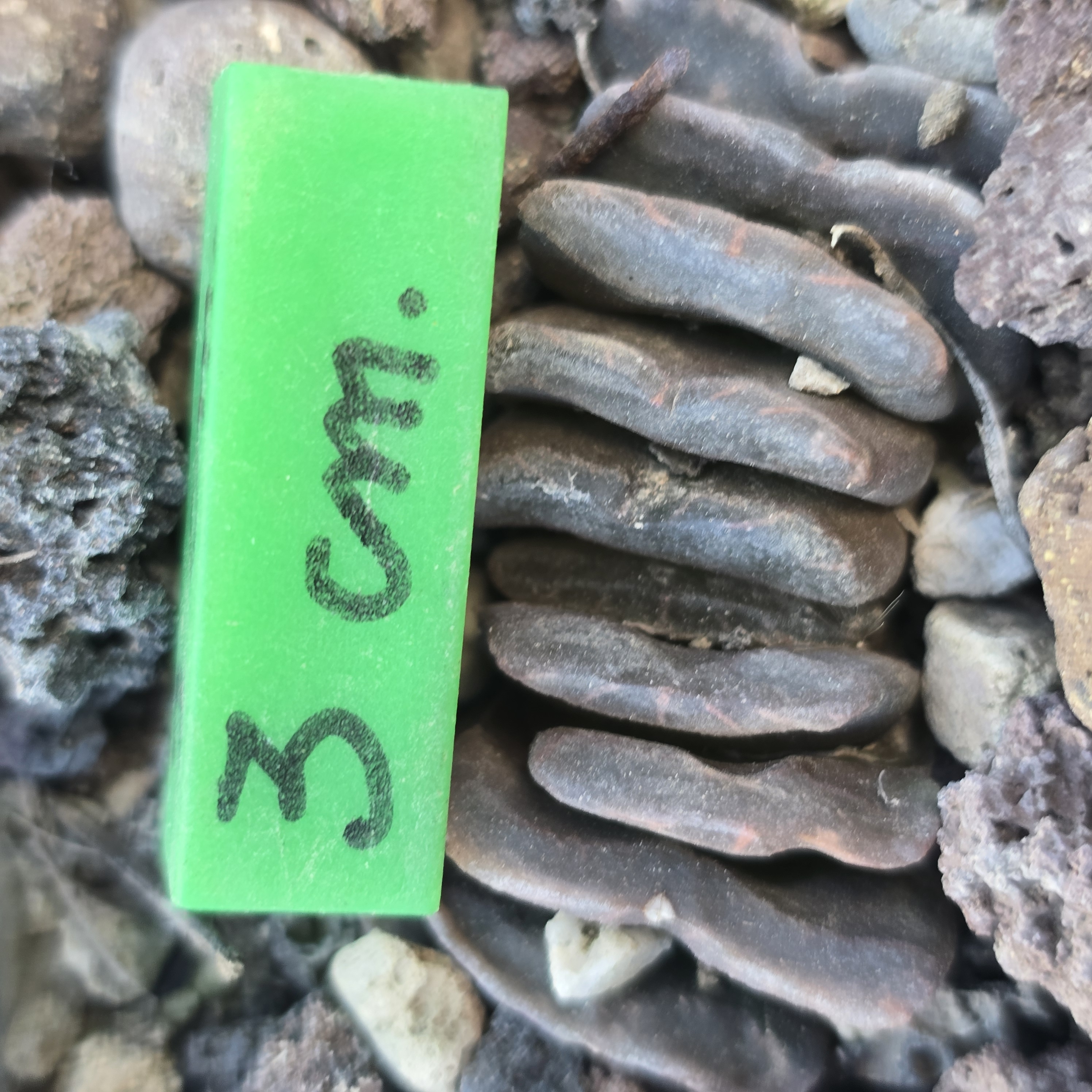 Haworthia <br>hybrid truncata