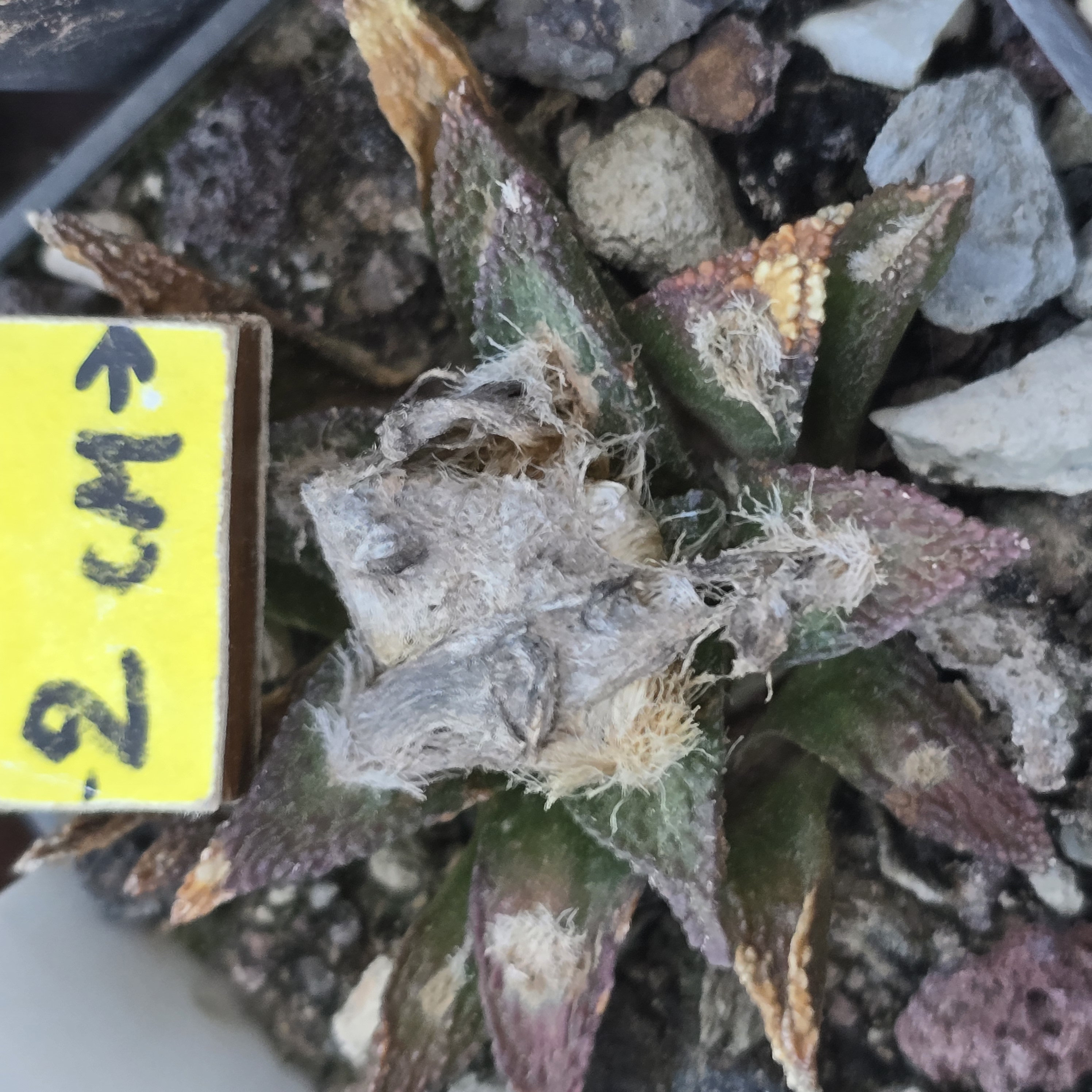 Ariocarpus <br>bravoanus