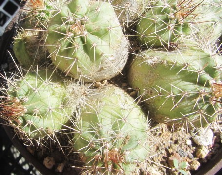 Echinocereus <br>polyacantus forma