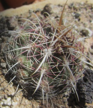 Thelocactus <br>bicolor commudos 