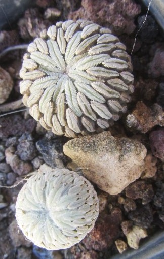 Pelecyphora <br>aselliformis