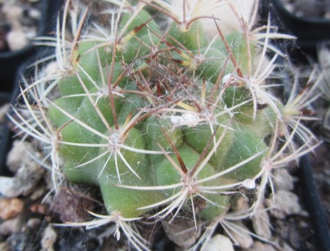 Matucana <br>breviflora ?