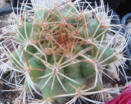 Matucana <br>breviflora?