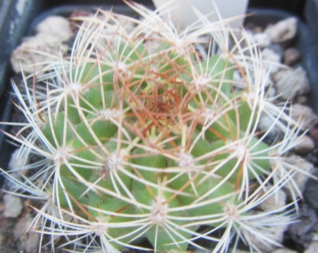 Matucana <br>breviflora?