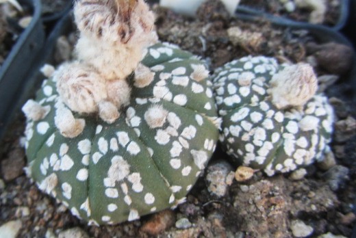 Astrophytum <br>asterias kabuto
