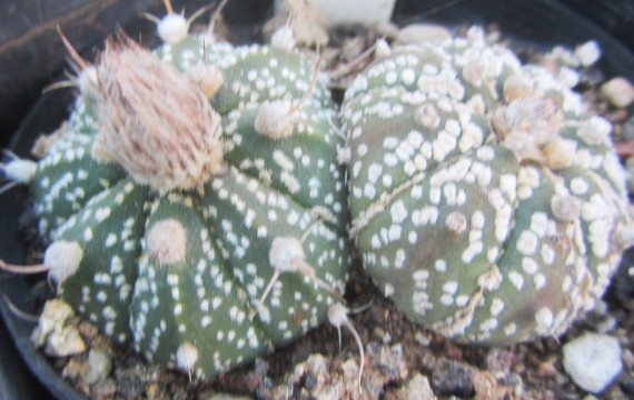 Astrophytum <br>asterias kabuto