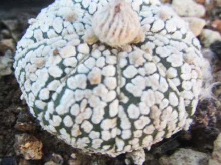 Astrophytum <br>asterias kabuto