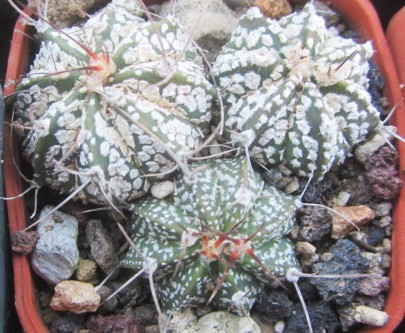 Astrophytum <br>kabuto x  capas
