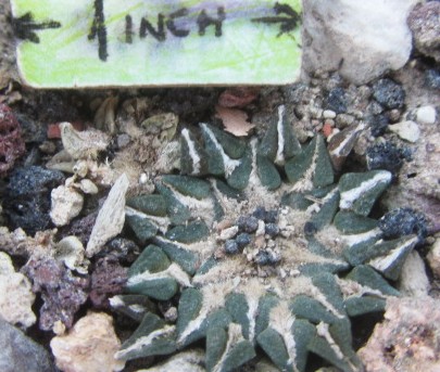 Ariocarpus <br>kotschoubeyanus
