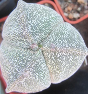 Astrophytum <br>myriostigma  tricostato