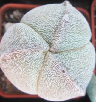 Astrophytum <br>myriostigma  tricostato