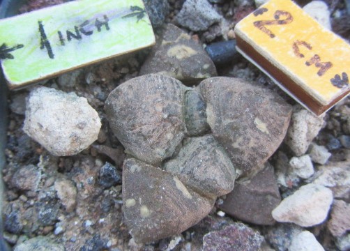 Ariocarpus <br>fissuratus lloydii
