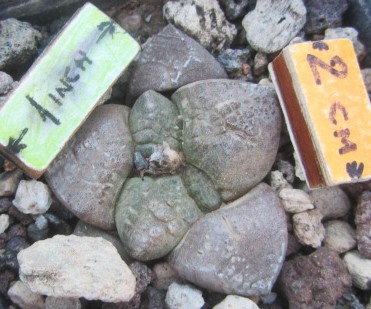 Ariocarpus <br>fissuratus lloydii