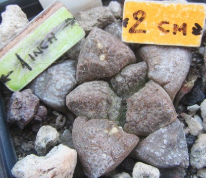 Ariocarpus <br>fissuratus lloydii