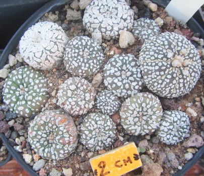 Astrophytum <br>asterias kabuto