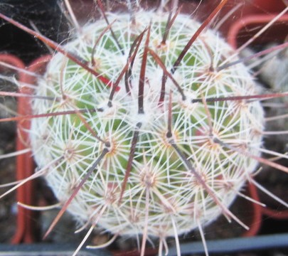 Thelocactus <br>conothelos auranthiacus