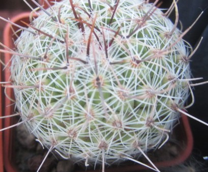 Thelocactus <br>conothelos auranthiacus