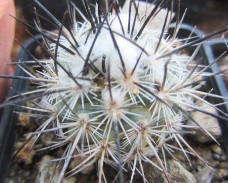 Turbinicarpus <br>viereckii fa major