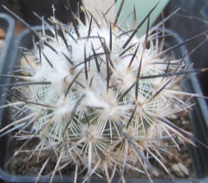 Turbinicarpus <br>viereckii fa major