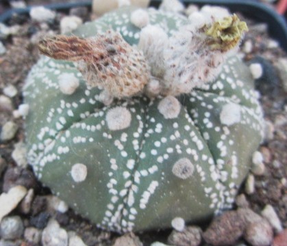 Astrophytum <br>asterias