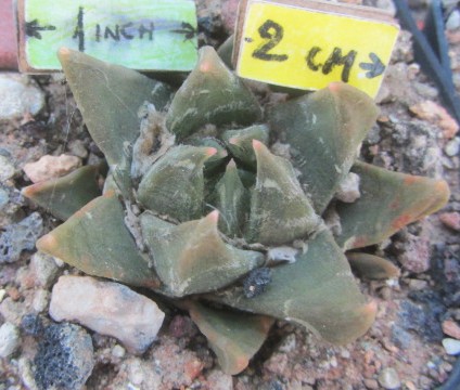Ariocarpus <br>trigonus