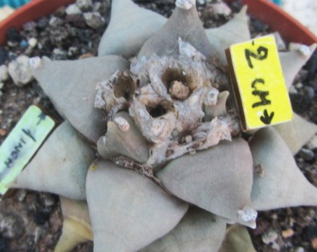 Ariocarpus <br>retusus furfuraces